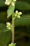 White goldenrod